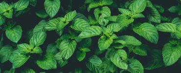 10 ways to use fresh mint elizabeth rider
