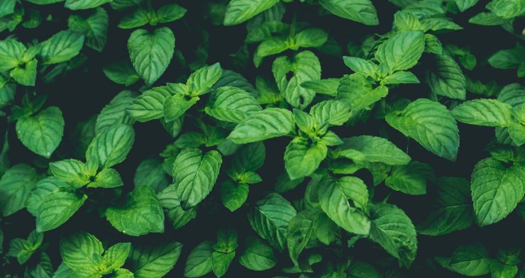10 ways to use fresh mint elizabeth rider