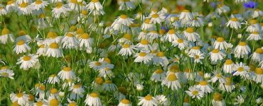 camomile 3557988 960 720
