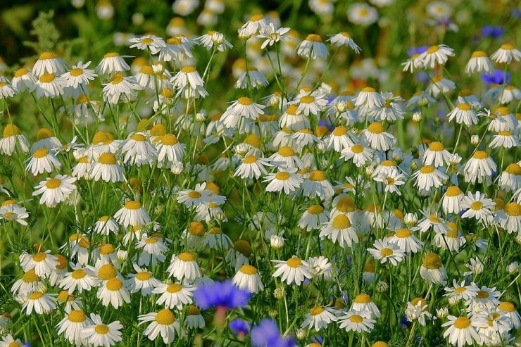 camomile 3557988 960 720