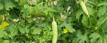 castravete amar beneficii consum reteta