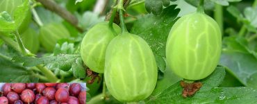 cel mai puternic fruct vitamina c
