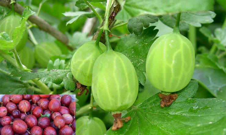 cel mai puternic fruct vitamina c