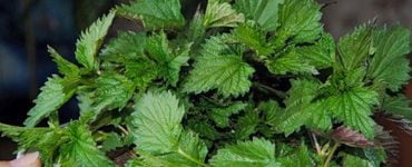 detox regim alimentar primavara