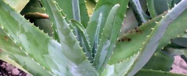 macerat aloe 604x350