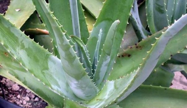 macerat aloe