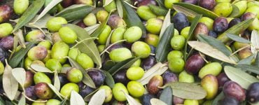 masline sanatoase diverse