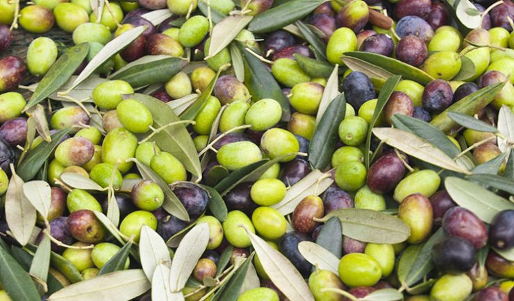 masline sanatoase diverse
