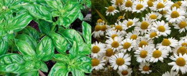 plante migrene eliminare natural