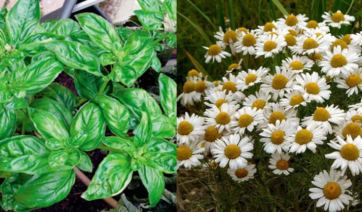 plante migrene eliminare natural