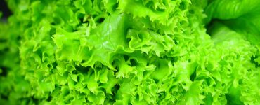 salata verde beneficii utilizare