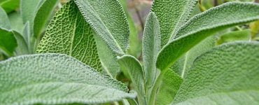salvia sanatate tratamente planta sacra 759x450