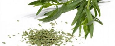 tarhon beneficii planta