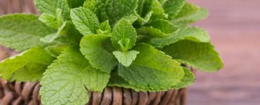Mint Leaves 800x416