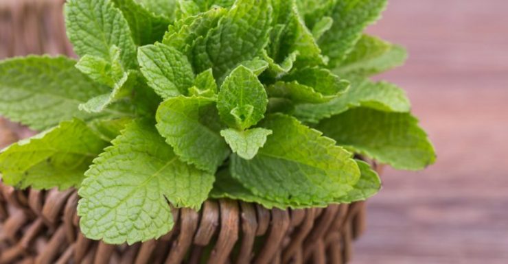 Mint Leaves 800x416
