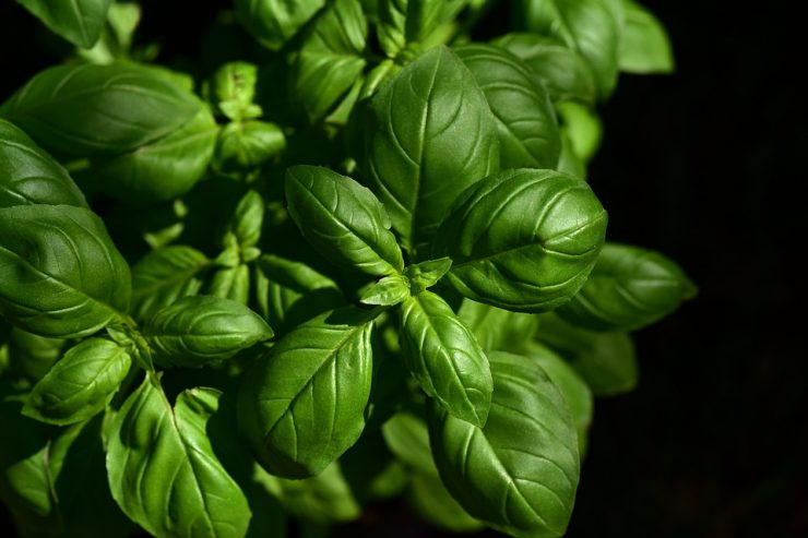 busuioc