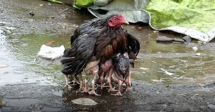 motherhen