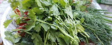 pastrunjel