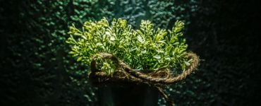 planta