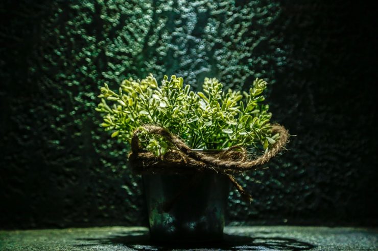 planta