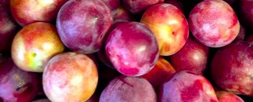 red plums