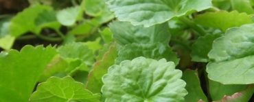 s604x0 gotu kola 1