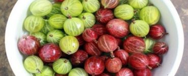 agrise beneficii