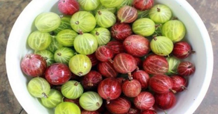 agrise beneficii