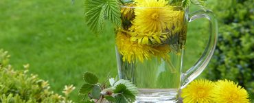 dandelion 2232626 960 720