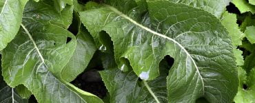 horseradish 3599860 960 720