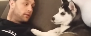 husky