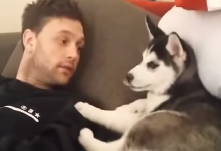 husky