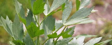 lovage 1404183 340