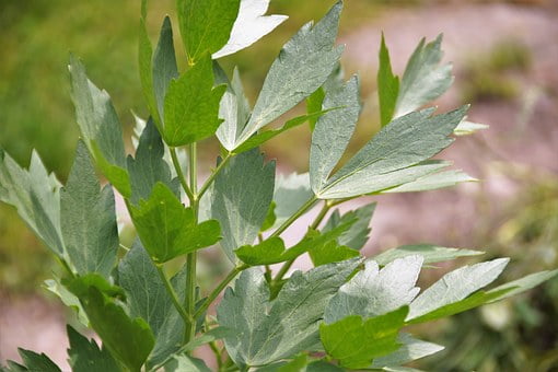 lovage 1404183 340