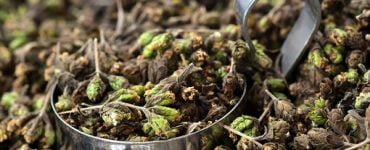 oregano 2390961 340