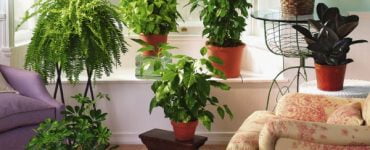 plante camera