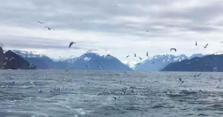 seagulls