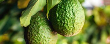 How To Keep Your Avocado Plant Alive