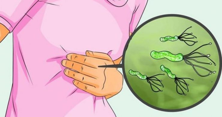 bacteria