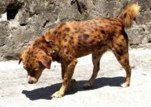 caine ghepard