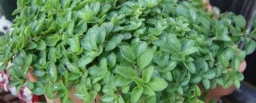 digestie plante