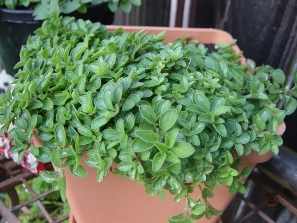 digestie plante