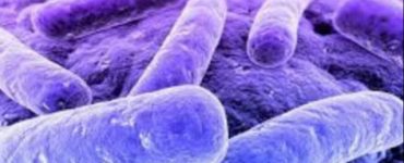 e coli