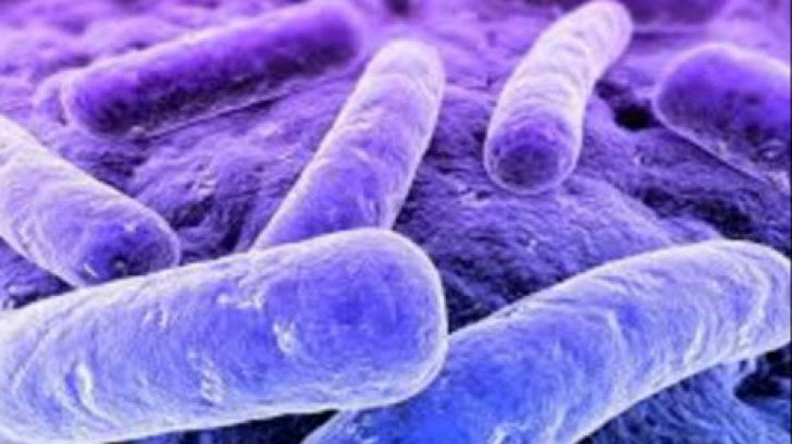 e coli