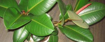 ficus