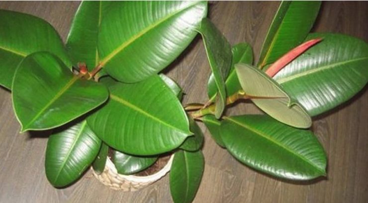 ficus
