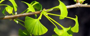 ginko membre