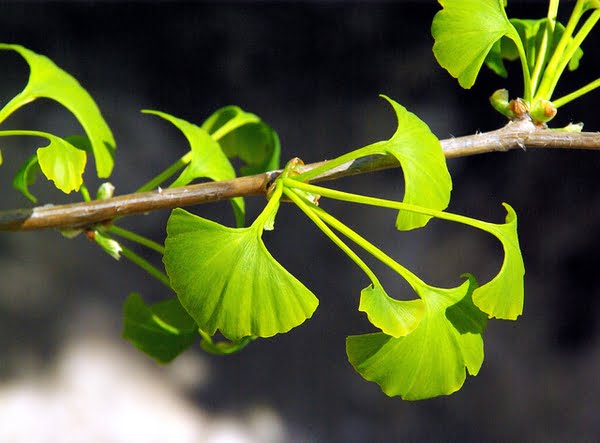 ginko membre