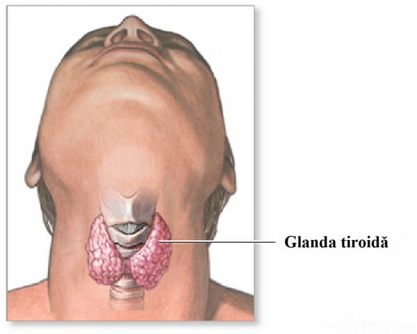 glanda tiroida