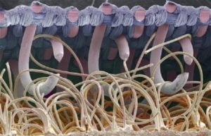 Unele din ele sunt adevărate ciudățenii! Fotografii fantastice ale obiectelor și creaturilor văzute sub microscop 22 incuietoare velcro